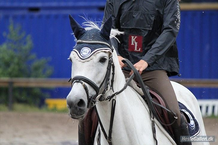 New Forest Rødtjørns Bellis *tidligere hest* - BAR - bellis og jeg. foto Josephine Petersen (: billede 12