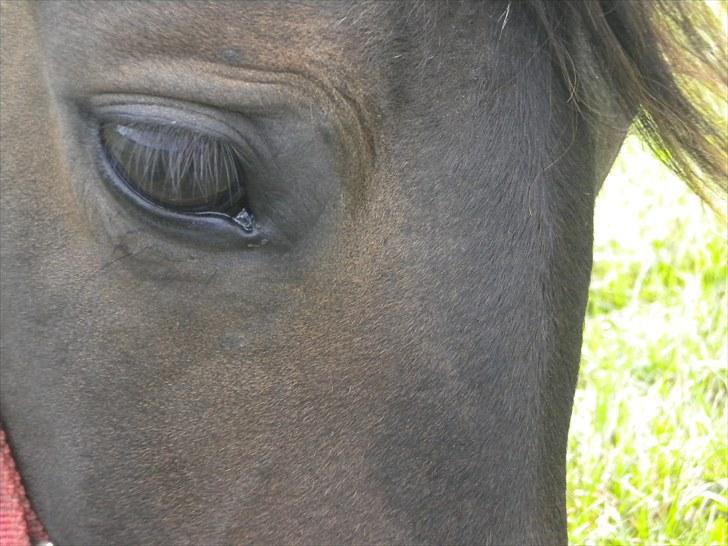 Traver Moenia Du Nj´or *Tøzzen* billede 12