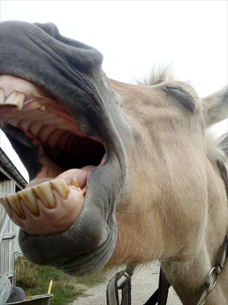 Fjordhest Amalie Romeo - Gaaaaaab! billede 6