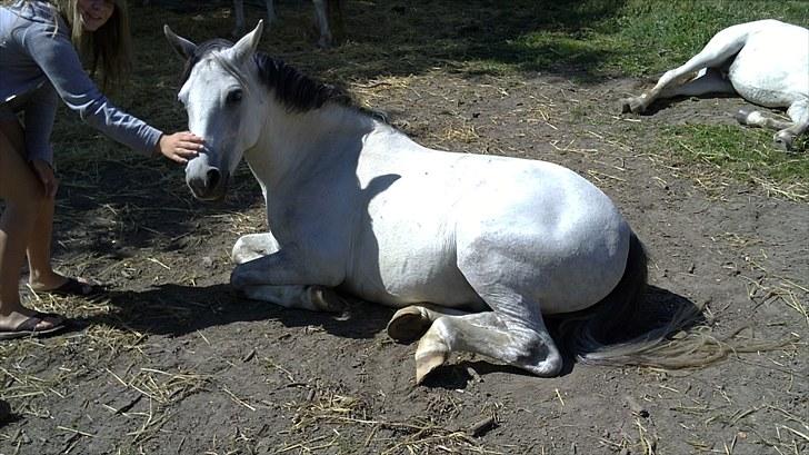 Welsh Pony af Cob-type (sec C) stald poppel harmony B-pony billede 17