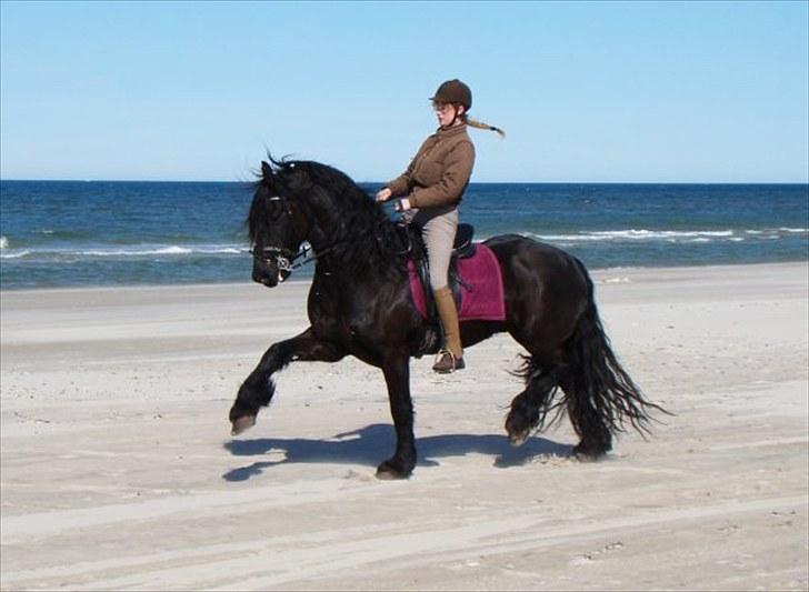Frieser Jelmer fan de Adelvej - En tur på stranden med frieser nord  billede 7