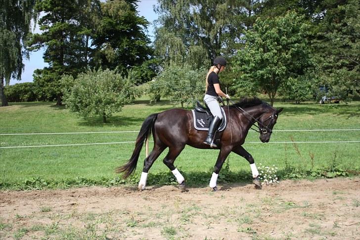 Dansk Varmblod Honduraz Firfod - Honduraz Firfod redet for 7. gang - Trav billede 7