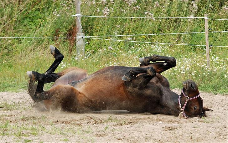 Anden særlig race Calvados J. - Taget af Chaos.. billede 9