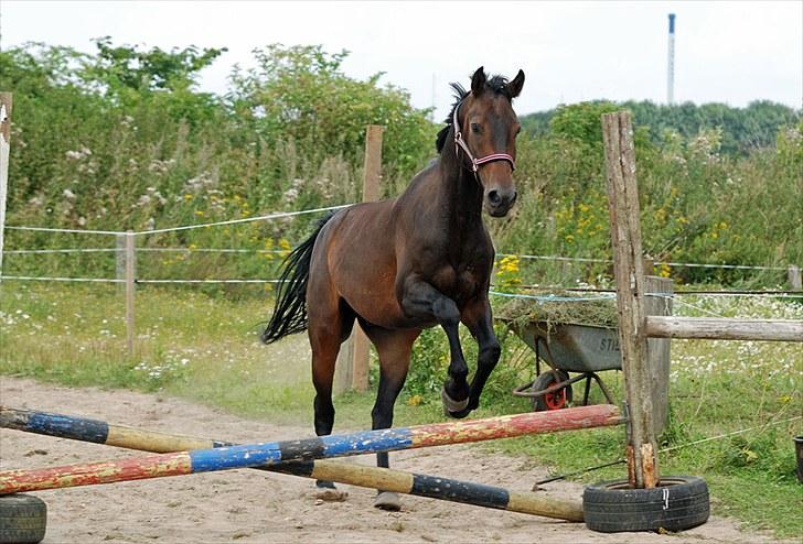 Anden særlig race Calvados J. - Taget af Chaos.. billede 10
