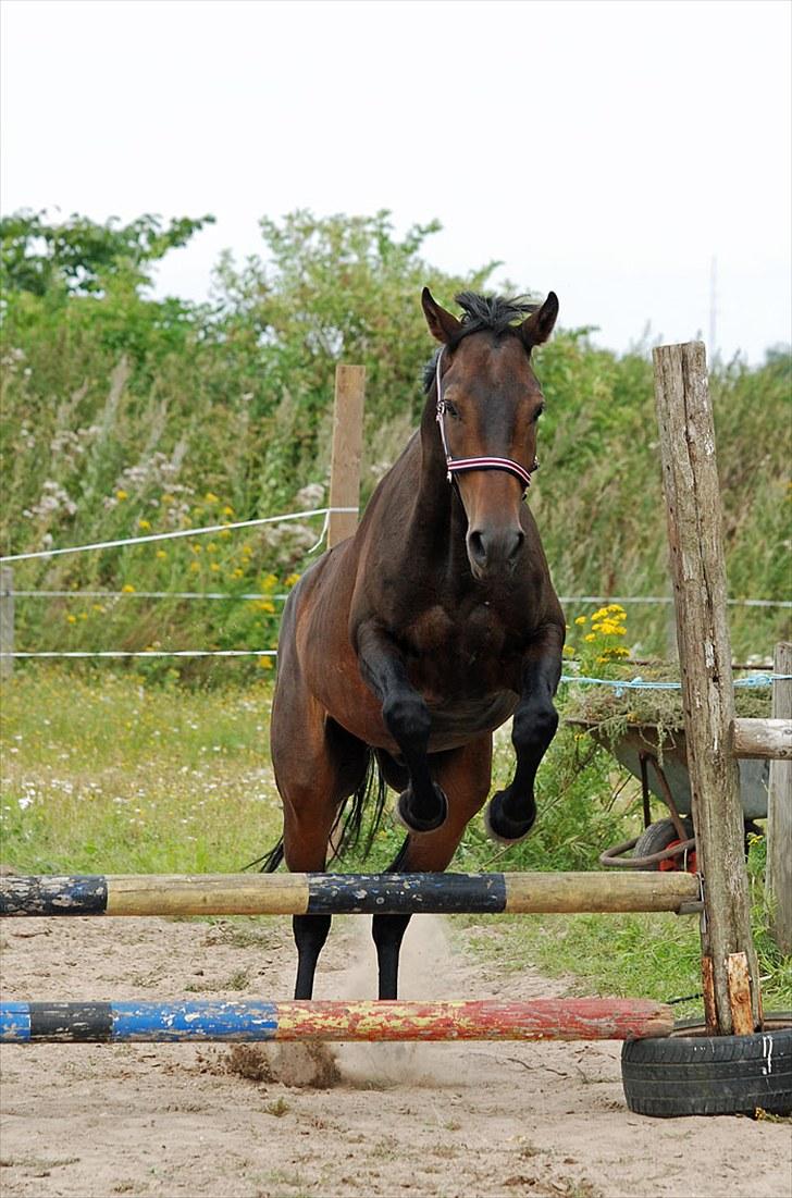 Anden særlig race Calvados J. - Taget af Chaos.. billede 11