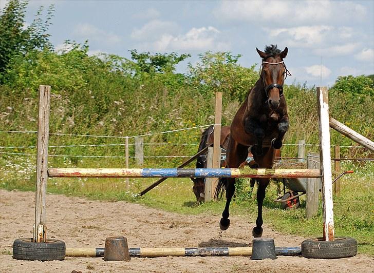 Anden særlig race Calvados J. - Taget af Chaos.. billede 12