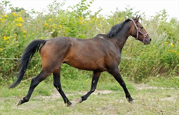 Anden særlig race Calvados J. - Taget af Chaos.. billede 13