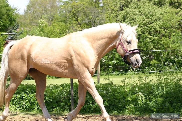 Quarter : RF Frank Olena | ~ Min Klumpe Dumpe ~ billede 7