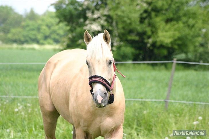 Quarter : RF Frank Olena | ~ Min Klumpe Dumpe ~ billede 4