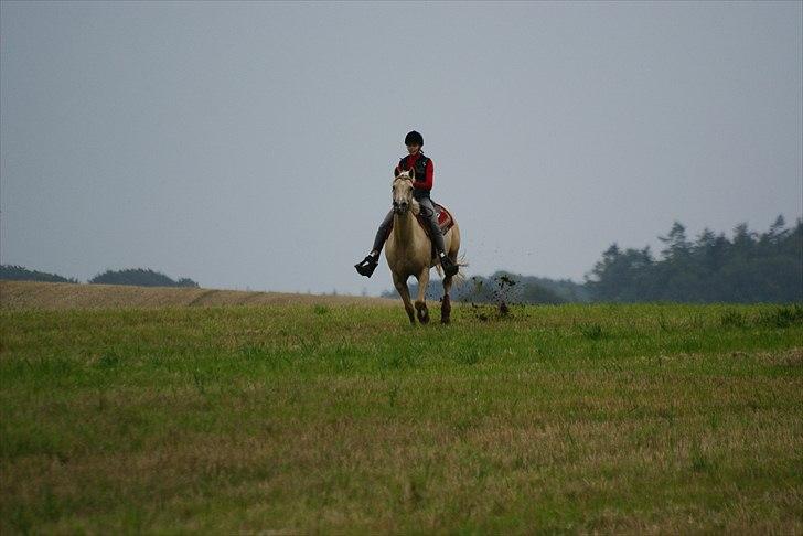 Quarter : RF Frank Olena | ~ Min Klumpe Dumpe ~ - Mig og Pallas i en jordegalop ud over stubmarken, - Er du sindsyg den lille hyp kan løbe!! :-) sep 2010 billede 8