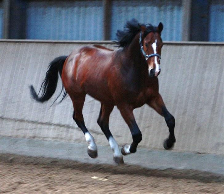 Trakehner Wisconsin M - R.I.P :'( - løs i hallen :) billede 10