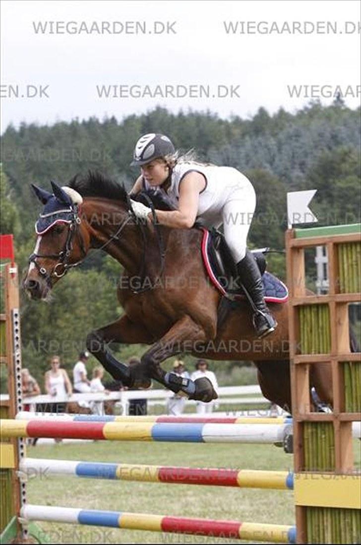 Dansk Varmblod Cavan<3 SOLGT  - Jysk rideuge 10 billede 19