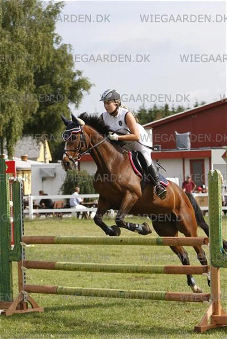 Dansk Varmblod Cavan<3 SOLGT  - Jysk rideuge 10 billede 20