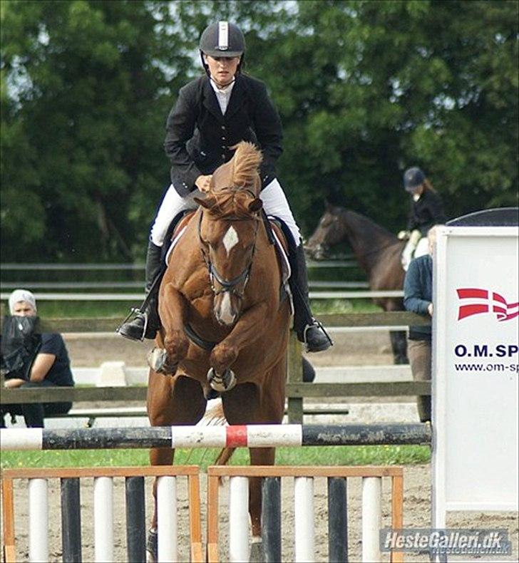Pinto Araber Kjærgaards  charmeurSOLGT - Bassen til sit første stævne:) billede 1