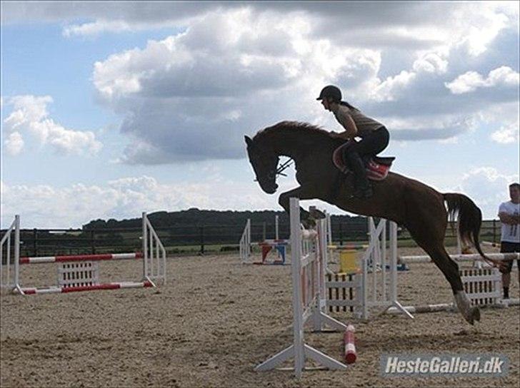 Pinto Araber Kjærgaards  charmeurSOLGT - 2 gang vi sprang på ham:) billede 2