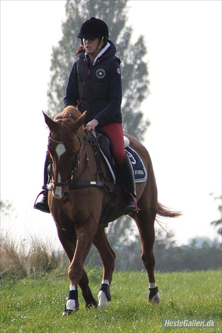 Pinto Araber Kjærgaards  charmeurSOLGT - han og hans nye ejer billede 3