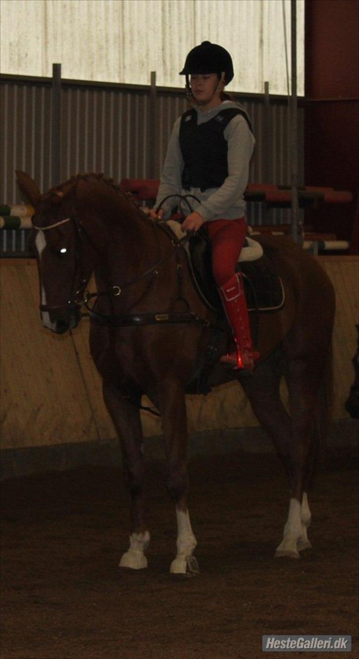 Pinto Araber Kjærgaards  charmeurSOLGT - Han og hans nye ejer:) billede 4