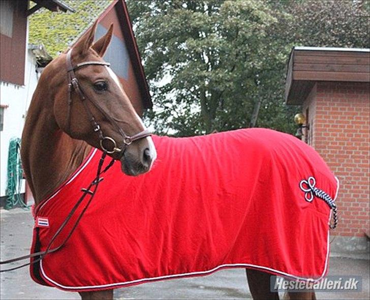 Pinto Araber Kjærgaards  charmeurSOLGT - Hvor er han fin:) billede 5