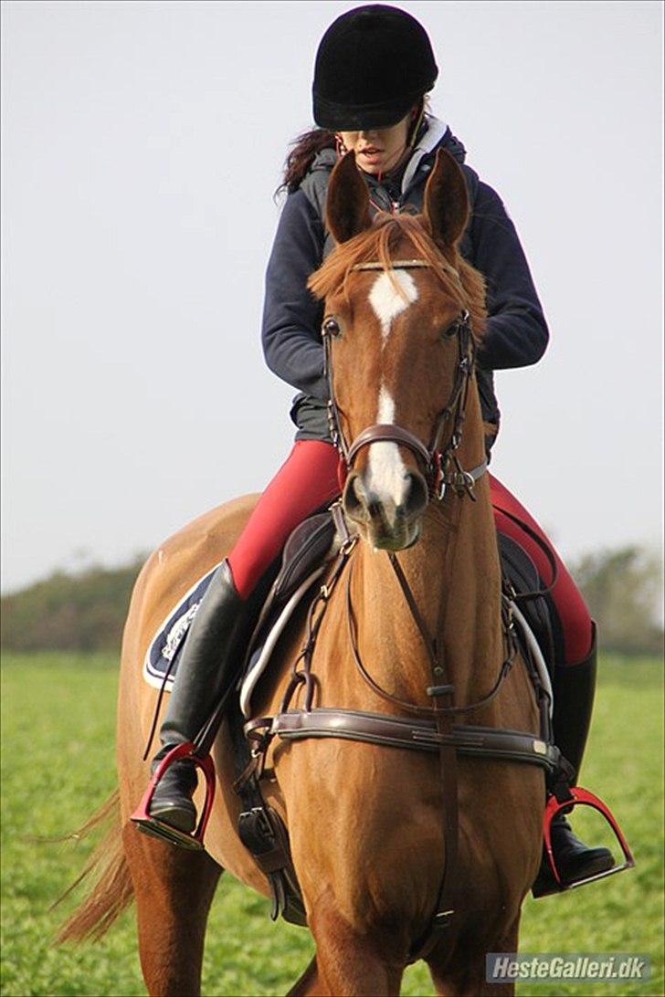 Pinto Araber Kjærgaards  charmeurSOLGT - Han og hans nye ejer:) billede 6