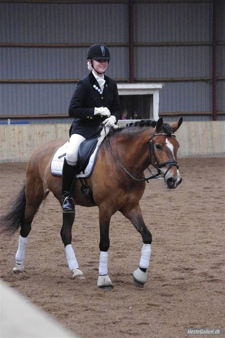 New Forest Majgårdens Apricot *Cody* - Nyskovens Rideklub :)  billede 8