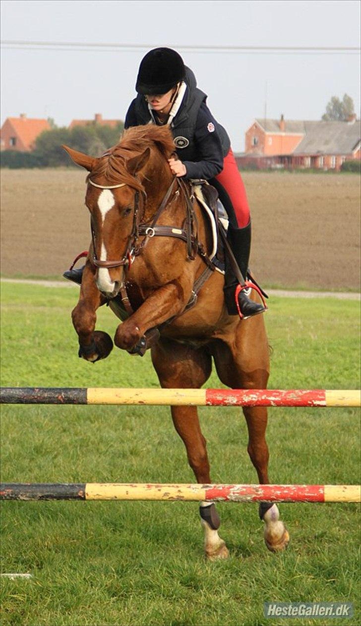 Pinto Araber Kjærgaards  charmeurSOLGT - Han og hans nye ejer:) billede 7