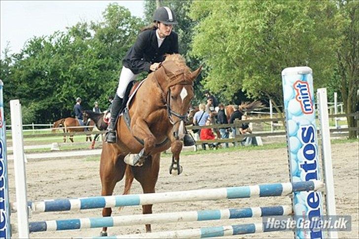 Pinto Araber Kjærgaards  charmeurSOLGT - Bassen til sit første stævne:) billede 8