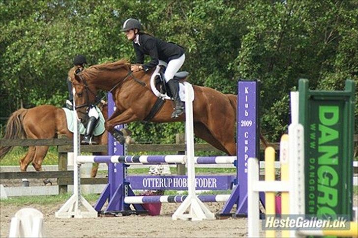 Pinto Araber Kjærgaards  charmeurSOLGT - Bassen til sit første stævne:) billede 9