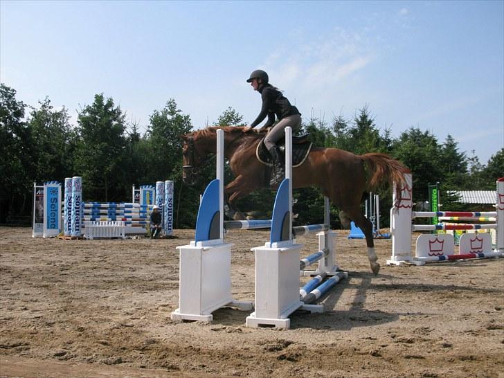 Pinto Araber Kjærgaards  charmeurSOLGT - bassen hjemme til træning:) billede 10
