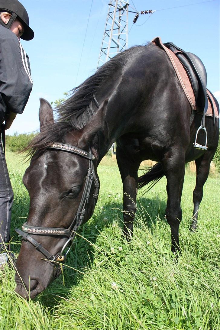 Oldenborg mitzi af østmark - August 2010 billede 18
