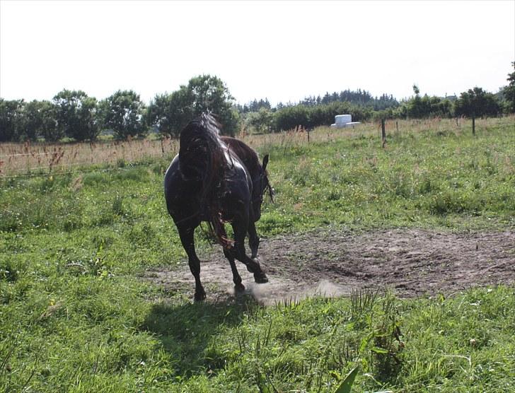 Oldenborg mitzi af østmark - August 2010 - Mitzie med energi i rumpen, selv efter vi havde reddet lidt :) billede 19