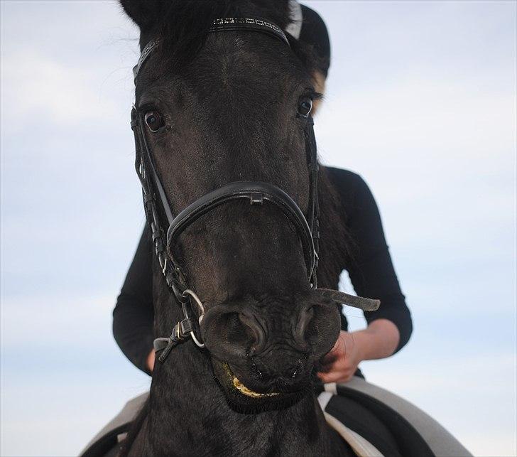 Frieser Altruida K. - August 2011.. 
Love on this girl..  billede 9