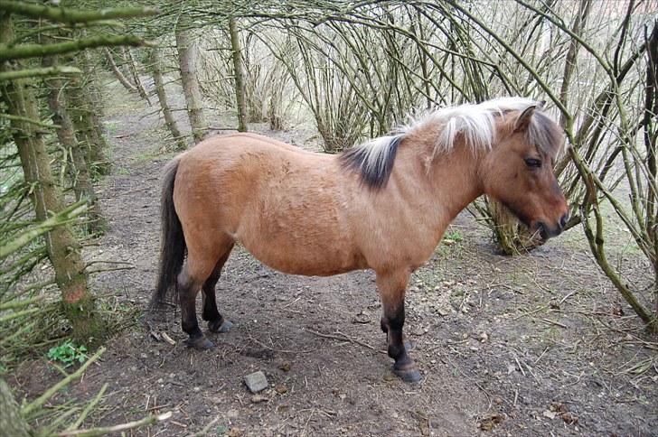 Anden særlig race Gulla billede 9