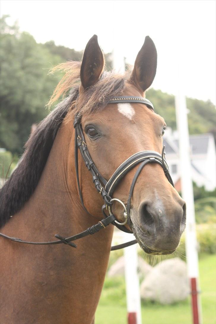 Dansk Varmblod Duchess - Duchess i profil - så smuk! :D - Foto: Line Skou billede 2