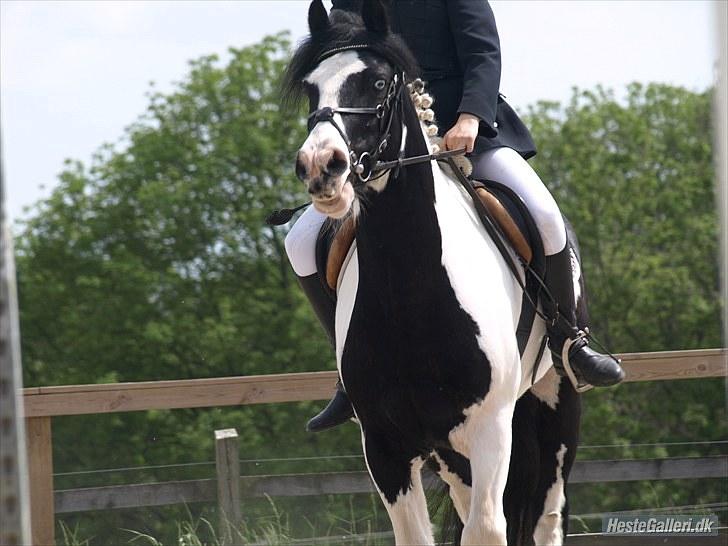 Irish Cob Athos [Tidl. part] - Sød pruhest :D<3 Klubmesterskab 2010 | Foto : Signe Rich billede 14