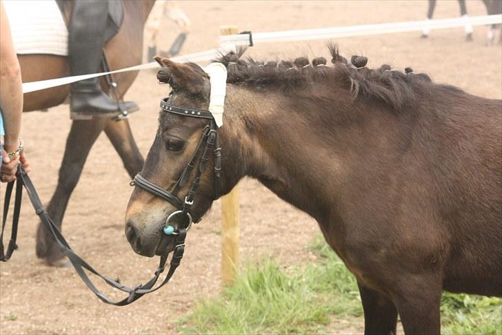 Anden særlig race Julle - Velkommen til Julles profil :)
Foto: Line Skou billede 1