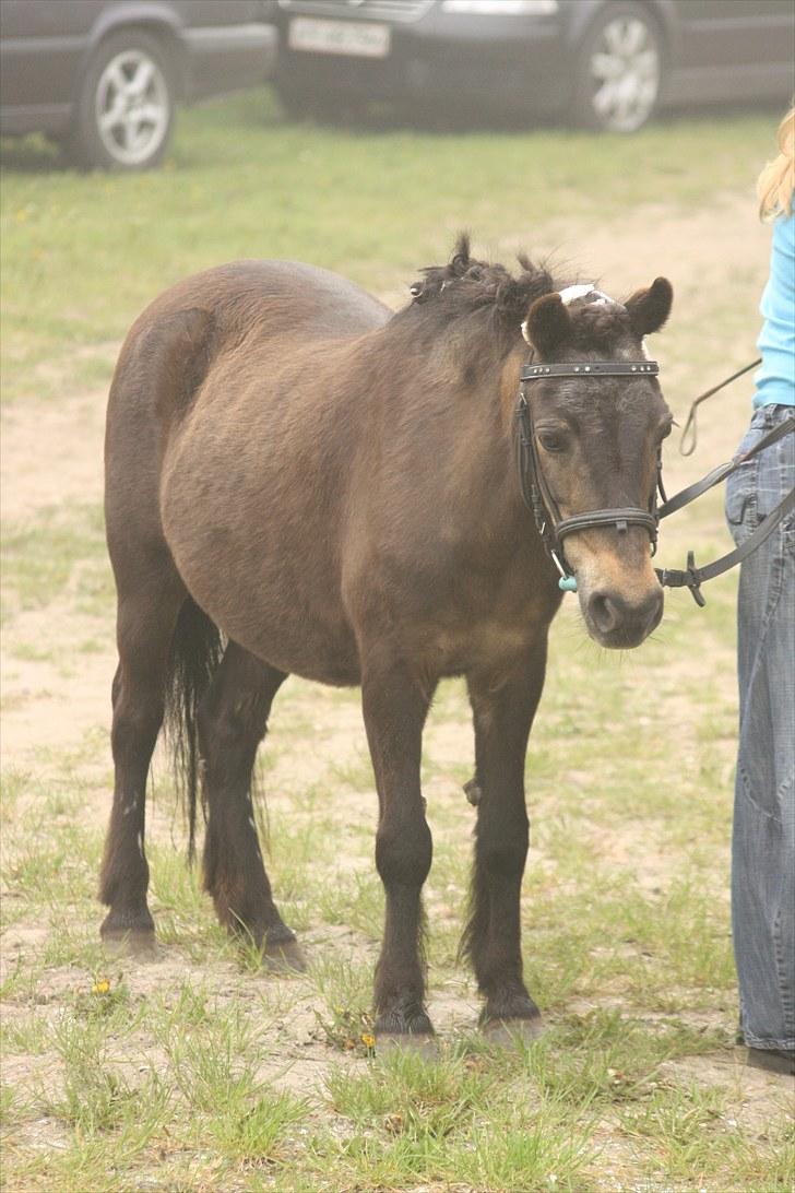Anden særlig race Julle - Julle i profil :)
Foto: Line Skou billede 2