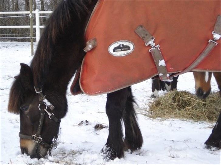 Anden særlig race Julle - Julle i sneen :) billede 6