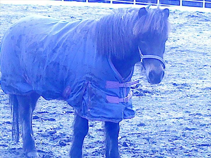 Anden særlig race Julle - Julle hygger sig på folden :) billede 7