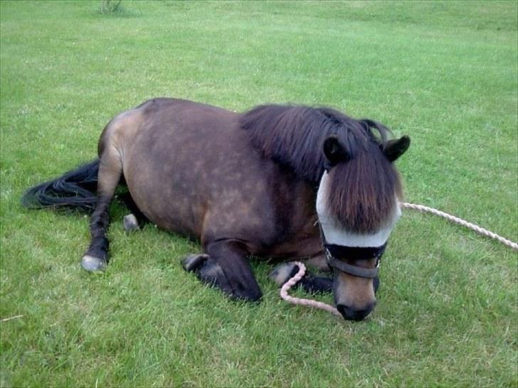 Anden særlig race Julle - En hyggestund. billede 8