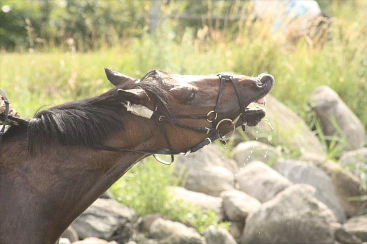 DSP Jasmin - Skøre pony :o
Foto: Line Skou billede 2