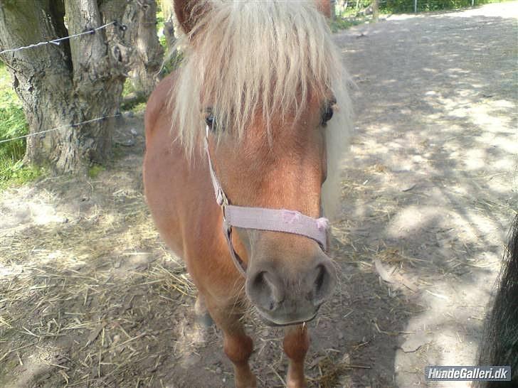 Shetlænder Rose - velkommen til roses profil håber i giver en høj : D billede 1