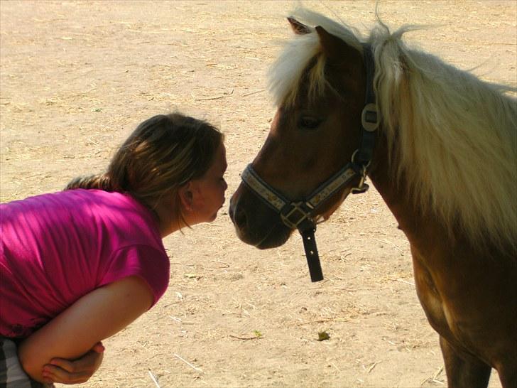 Shetlænder Rose billede 2