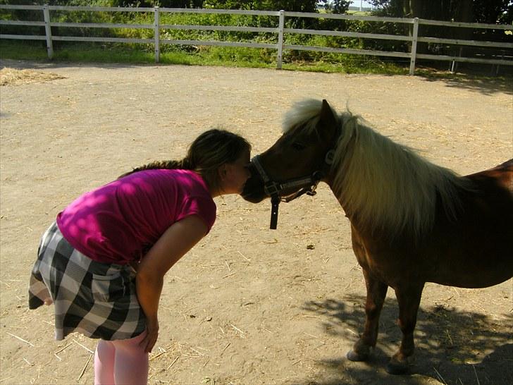Shetlænder Rose billede 3