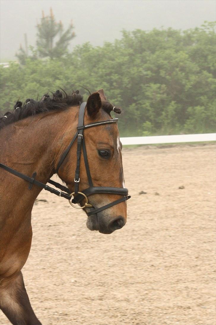 DSP Jasmin - En smuk pony :o
Foto: Line Skou billede 11