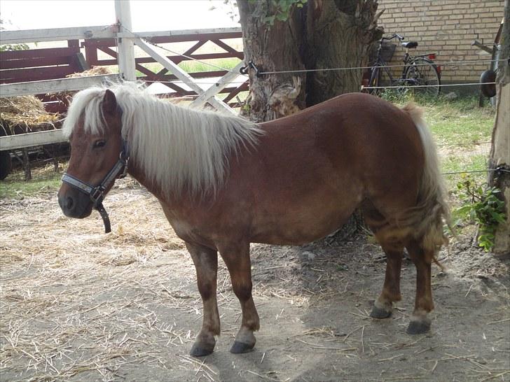 Shetlænder Rose billede 4