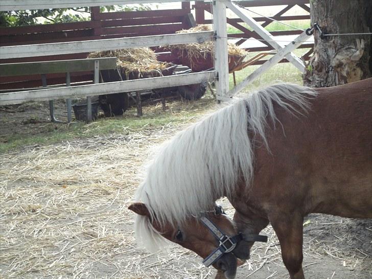 Shetlænder Rose - eej hvor det klør! billede 5