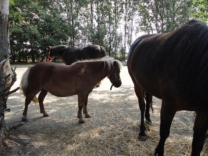 Shetlænder Rose billede 6