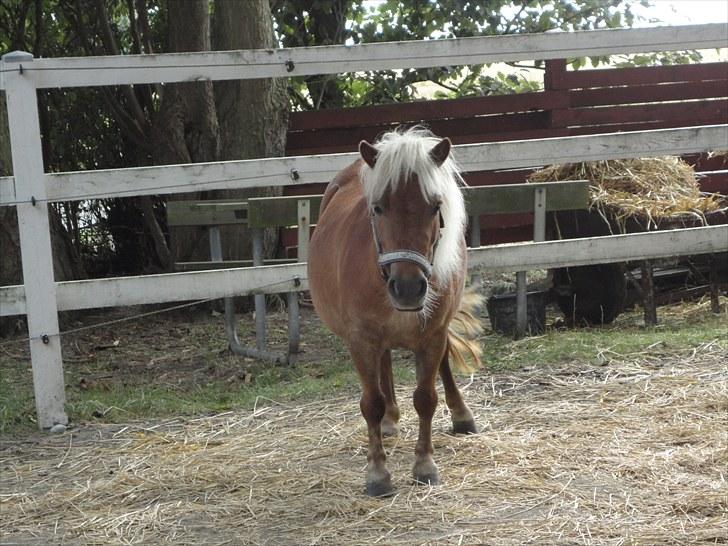 Shetlænder Rose billede 7