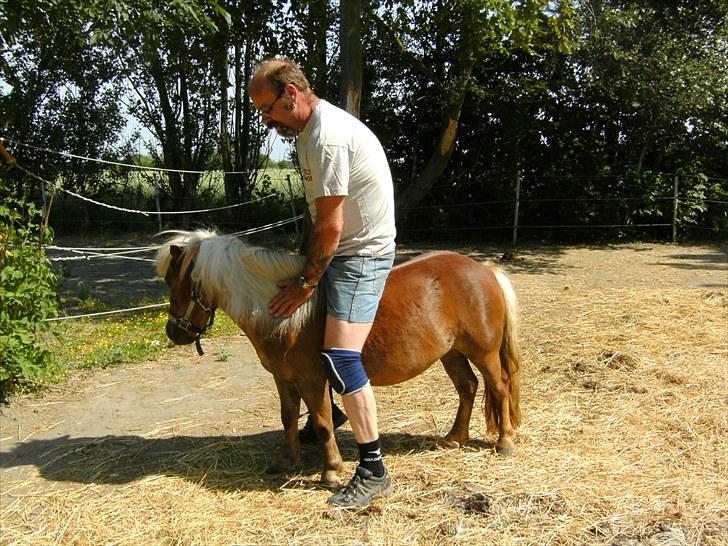 Shetlænder Rose billede 8