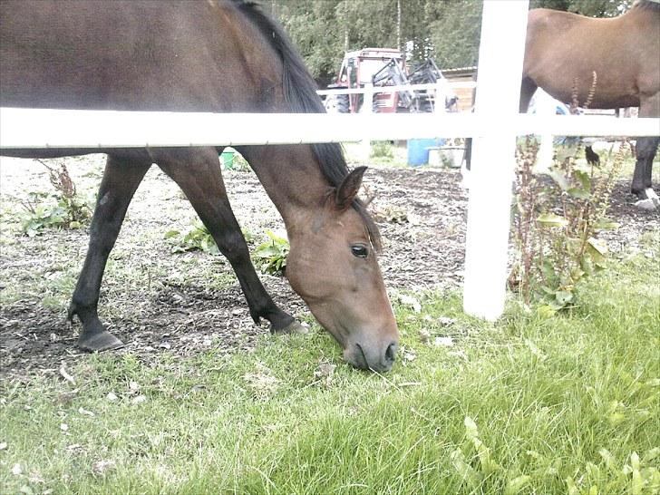 DSP Jasmin - Græsset er altid grønnere på den anden side af hegnet ;D billede 14